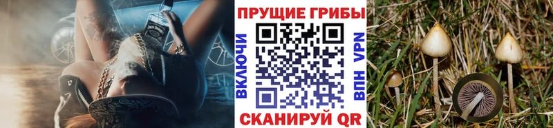 закладки  Константиновск  это наркотические препараты  Галлюциногенные грибы GOLDEN TEACHER 